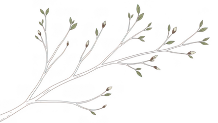 Beautiful branch with leaves isolated on transparent background