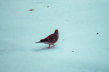 Pigeon Walking on Snow During Winter Snowfall in Wuhan, China