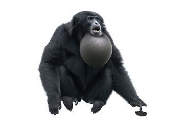 Fototapeta premium Siamang Gibbon Monkey with Large Throat Pouch Displaying Open Mouth
