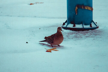 Pigeon Standing on Snow Near Street Pole During Snowfall, Wuhan