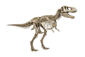 Fototapeta premium Tyrannosaurus Rex Skeleton Fossil Displayed on White Background