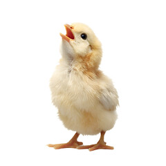 Obraz premium Yellow Chick Standing Isolated on White Background
