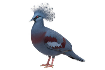 Victoria Crowned Pigeon With Ornate Crest and Blue Plumage