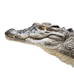 Obraz premium Crocodile Head Close-up on White Background, Isolated Reptile Portrait