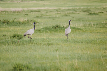 Fototapeta premium Common cranes resting in open fields while migrating across Mongolia