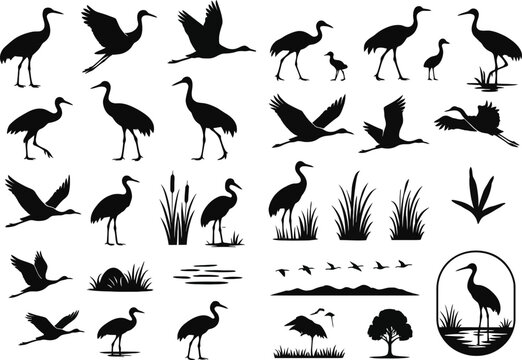 Sandhill Cranes Silhouette Vector Set &ndash; Flying, Standing, Wading, and Nature Elements