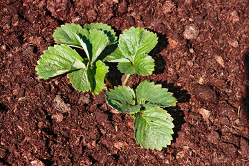 Strawberry seedling in cultivated soil, sustainable agriculture and organic farming theme, healthy foliage and natural texture background, small plant in field, food production and eco growing concept
