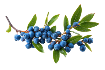 Branch of ripe blue berries with green leaves isolated on transparent background. Fresh blueberry branch with dew drops and green leaves isolated on white background.