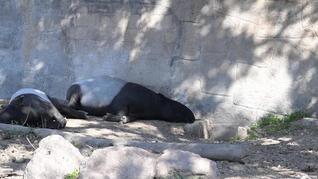 tapir (Tapirus indicus) resting in the shade of a branch
