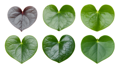 Green Heart Shaped Leaves Botanical Collection Isolated on White Background