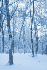 Fototapeta premium 冬 森