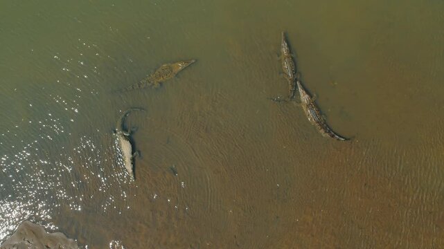Wild crocodiles rest together on sandy bottom of Tarcoles River stream in Costa Rica
