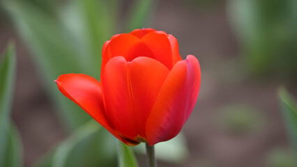 Close-up of a vibrant red tulip bloom with soft green foliage background