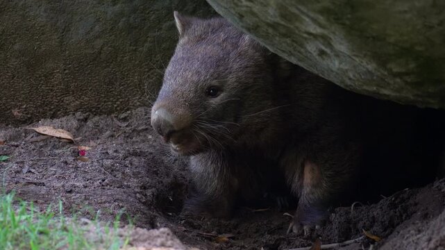 A territorial wombat rests in its burrow, defending its home by screeching to warn off rivals, a short-legged, muscular marsupial native to Australia.
