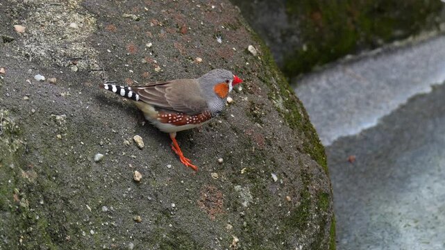 A male zebra finch (Taeniopygia guttata) with distinctive orange cheek patches, standing next to the water source and looking around the surroundings, close up shot.