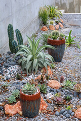 A dry xeriscape garden design in front of a modern concrete home in Okinawa, featuring cacti, aloe, agave and other succulent plants