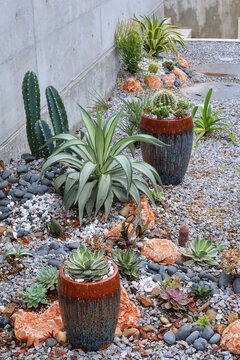 A dry xeriscape garden design in front of a modern concrete home in Okinawa, featuring cacti, aloe, agave and other succulent plants