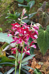 Subtropical terrestrial orchid, Phaiocalanthe Kryptonite, is the result of an intergenetic cross between Phaius tankherville and Calanthe rozel.