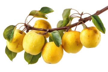 Branch with ripe yellow plums isolated on transparent background. Yellow apples with water droplets on a branch isolated on white background.