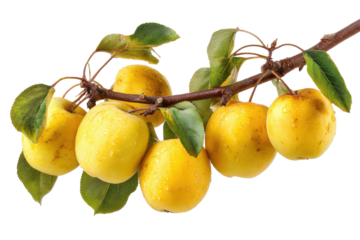 Branch with ripe yellow plums isolated on transparent background. Yellow apples with water droplets on a branch isolated on white background.