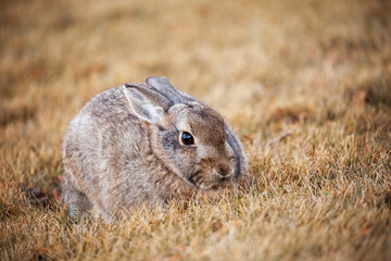 Resident Rabbit