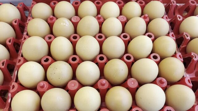 Many eggs in red plastic tray
