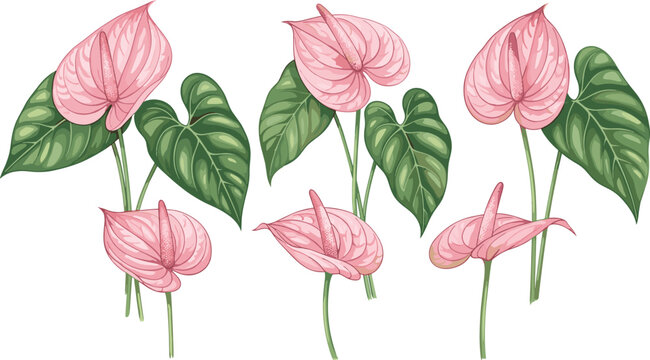 Beautiful pink anthurium flowers laceleaf botanical illustration set with green leaves isolated on white background for tropical nature and floral design projects