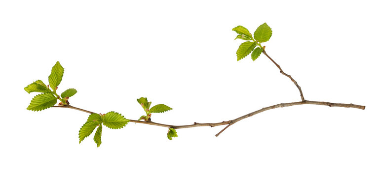 Spring branch with fresh green leaves and bourgeons isolated on white or transparent background