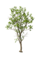 Fototapeta premium Single green tree isolated on transparent background. Large big tree with leaves isolated on transparent background. Tree isolated on white background. Isolated ornamental tree PNG. Black locust PNG.
