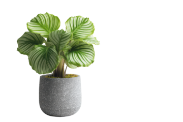 Green calathea orbifolia plant with textured pot isolated on transparent background. Calathea orbifolia plant in gray speckled pot isolated on white background.
