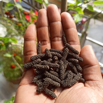 Showing dried long pepper also known as Indian long pepper or pippali in a hand