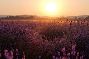 Fototapeta premium Sunrise over lavender fields in Provence creates a stunning display of vibrant purple hues and warm golden light in early morning tranquility