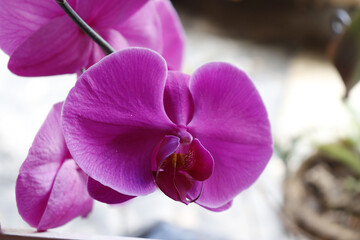 Flora y Fauna Cali - Valle © John J. Cortés M.