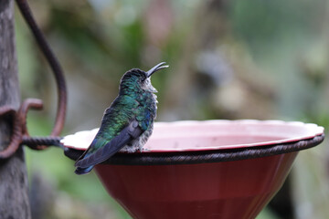 Flora y Fauna Cali - Valle © John J. Cortés M.