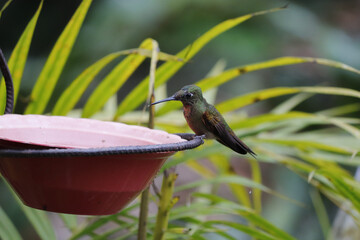 Flora y Fauna Cali - Valle © John J. Cortés M.