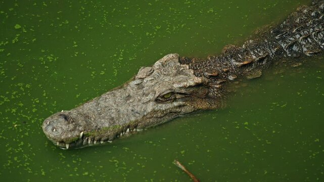Siamese crocodile floating in green freshwater pond with eye and snout above algae surface, long body creating natural copy space and tense tropical wildlife atmosphere