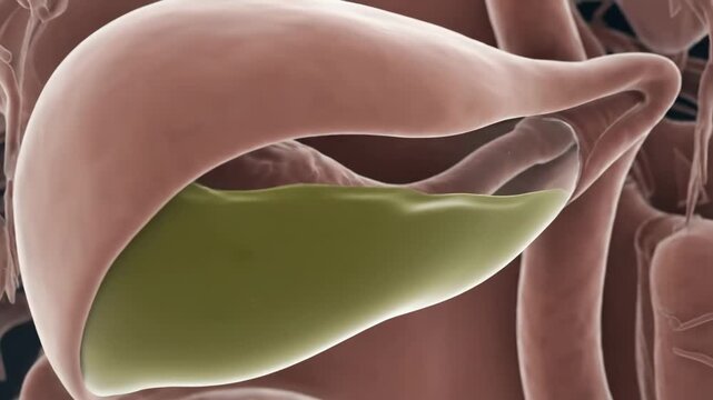 A vivid 3D animation illustrating the human gallbladder's contraction and bile release for digestion.