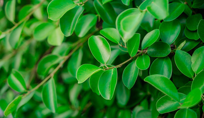 Tropical leaves texture,Abstract nature leaf green texture background.