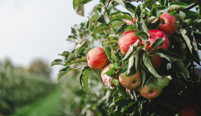Organic Red Apples on Tree with Natural Background.