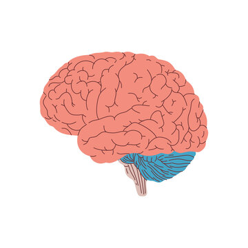 Simplified lateral view illustration depicts the main structures of the human cephalic organ