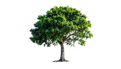 Obraz premium Natural Tropical Tree Plant with Palm Leaves in PNG Format, Isolated on Transparent Background