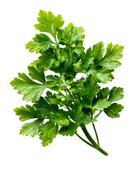 Fresh Green Parsley Herb Sprig, Culinary Ingredient, Isolated on Transparent Background