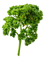 Fresh Curly Parsley Herb Sprig, Green Leafy Ingredient, Isolated on Transparent Background