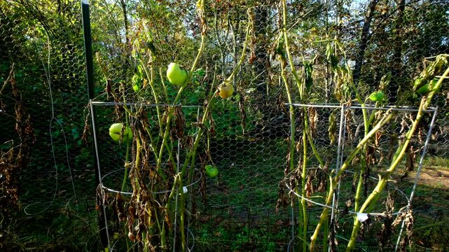 Close up of unmatured tomato hanging form dying vine after first frost and moving camera away showing more withered plants swaying in windy day