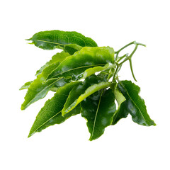 Vibrant green passion fruit vine leaves on branch, isolated on transparent background