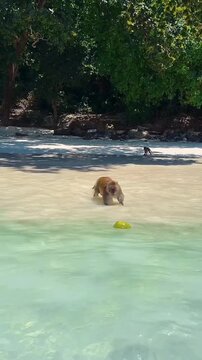 monkey in the beach 