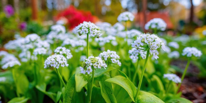 White masterwort flowers blooming in a lush summer garden for landscaping catalog and gardening advertisements, featuring clusters of small florets in an outdoor park