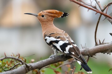 Obraz premium Eurasian hoopoe perched on a branch, showcasing its striking plumage in a serene natural setting during the early morning hours