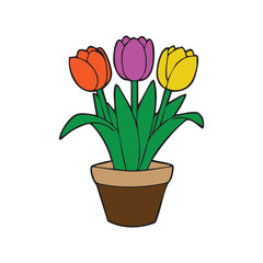 Tulips flower pot vector illustration