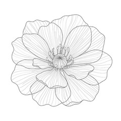  a-flower-with-transparent-overlapping-petals-line-.